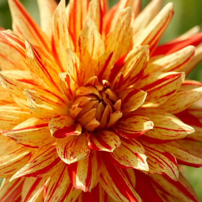 Dahlia Cactus Striped Vulcan 1-pakke